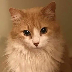 Meet your Posher, Juli